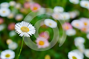 Daisy flower colorful background