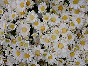 Daisy flower - White photo