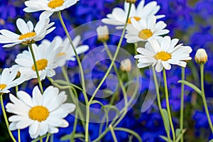 Daisy flower daisies flowers white on blue background