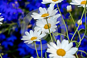 Daisy flower daisies flowers white on blue background