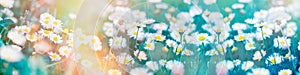 Daisy flower, daisy, selective focus, soft focus, beautiful, beauty, bloom, blooming, blooming meadow, blossom, flower flowering,