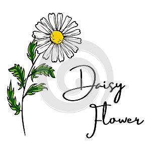 Daisy flower drawing.