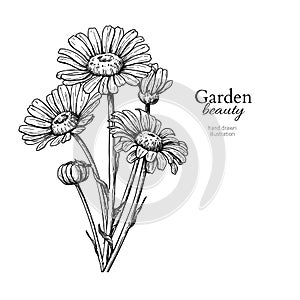 Daisy flower drawing. Vector hand drawn engraved floral set. Cha