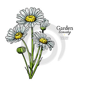 Daisy flower drawing. Vector hand drawn floral bouquet. Chamomile photo