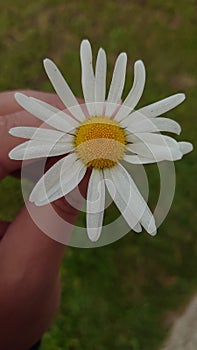 Daisy flower with droplets of morning dew on the petals