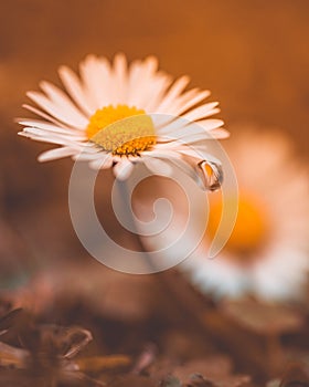 Daisy flower with drops of water on the white petals after rain on the green background . Close-up. Macro.