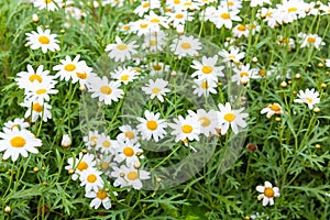 Daisy flower feild in garden