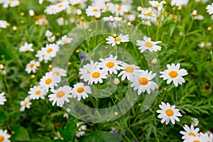 Daisy flower feild in garden