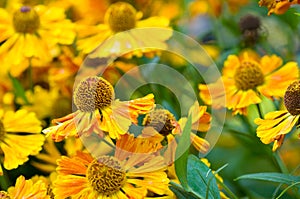 Daisy flower on field background