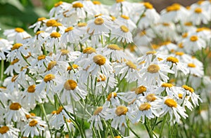Daisy flower field in green grass in nature