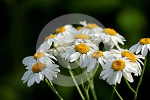 Daisy flower field in green grass in nature