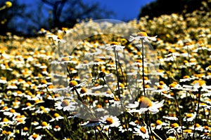 Daisy Flower field, Santiago de Chile photo