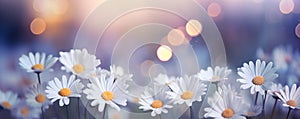 Daisy flower field under the morning light, panoramic view, generated by ai