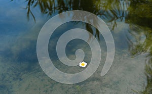 a daisy flower floating on the water in the pool and fish swimming in the water.