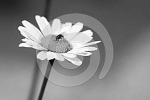 Daisy flower with a fly black White