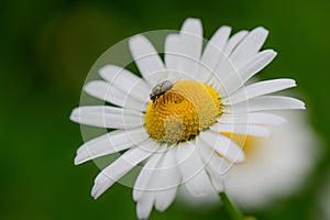 A daisy flower with a fly