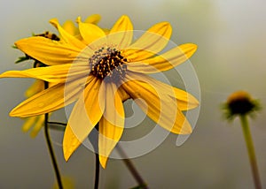 Daisy flower in fog, Wisconsin