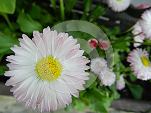 Daisy, flower, garden, lawn, meadow, outdoors, bouquet, summer ,, plants, beauty, nature ,, petals