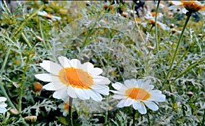 Daisy flower in a garden rare image