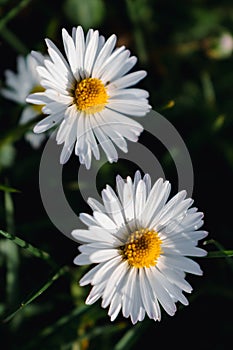 Daisy flower in a garden at springtime, edible flower, bellis perennis, astereae