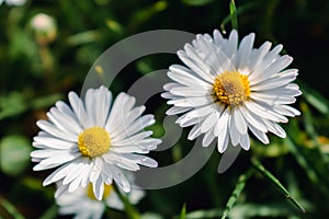 Daisy flower in a garden at springtime, edible flower, bellis perennis, astereae