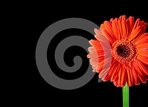 Daisy flower,Gerbera on black.XXL!