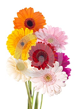 Daisy flower gerbera bouquet isolated