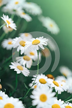 Daisy flower in the grass green shallow depth of field. Beautiful daisy flowers in nature.