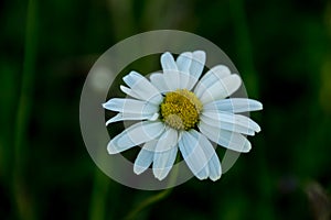 A daisy flower on a green background