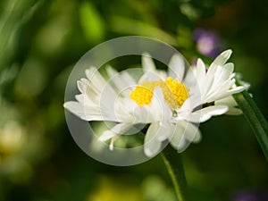 A daisy flower on a green background. One field daisy in the field of gerbera or daisy