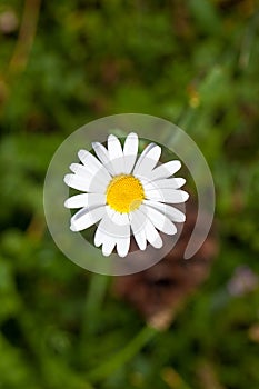 Daisy flower on the green blurred background top view
