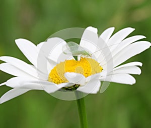 Daisy flower with green bug