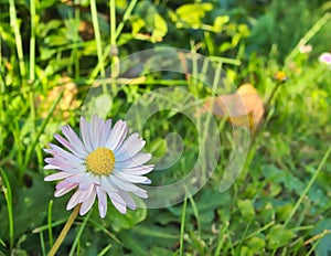 Daisy flower at green grass soft background