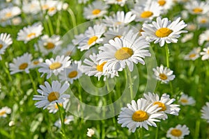 Daisy flower on green meadow selective DOF