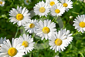 Daisy flower on green meadow selective DOF