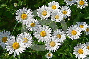 Daisy flower on green meadow selective DOF