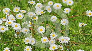 Daisy Flower On Green Meadow. White Chamomiles On Green Grass Background. Close up.