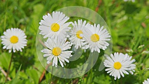 Daisy Flower On Green Meadow. White Chamomiles On Green Grass Background. Close up.