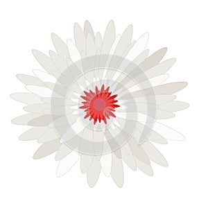 Daisy Flower head vector nature, plants, spring design. Colorful flower isolated on white, ,Flat floral design element