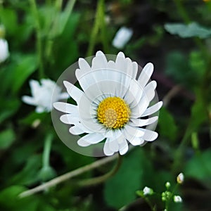 Daisy flower from Hungary, Europe