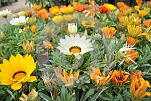 Daisy flower images photo