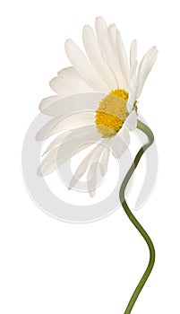 daisy flower isolated