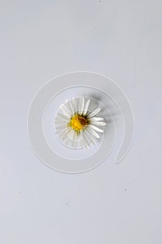 Daisy flower isolated on white background