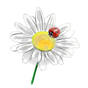 Daisy flower with ladybird illustration