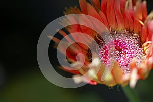 Daisy Flower Macro