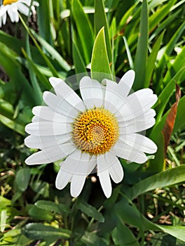 Daisy flower- margarita- flor- spring-primavera photo