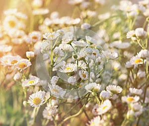 Daisy flower in meadow - beautiful meadow in spring lit by sunlight