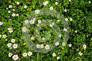 Daisy Flower Meadow, Green Grass, Spring Season, Top View