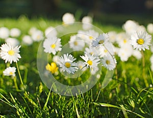 Daisy flower meadow in spring