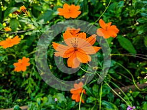 Daisy flower moment clicked garden photo
